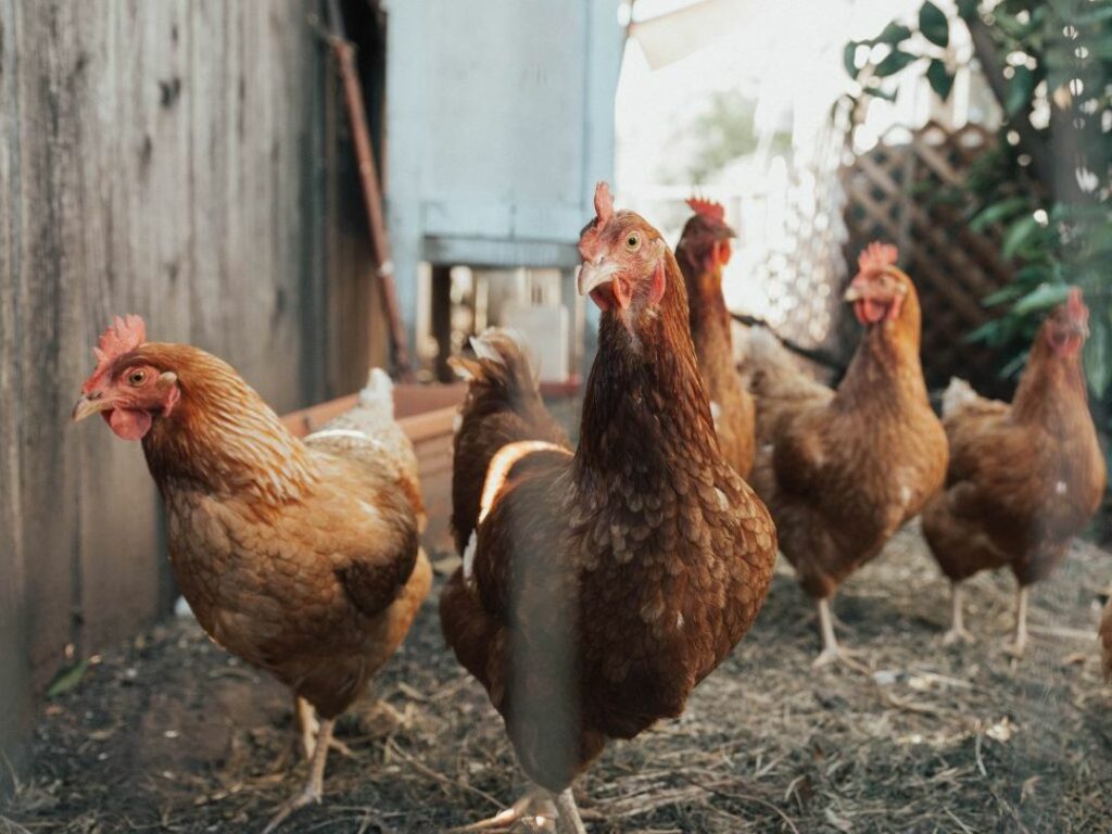 Peluang Bisnis Budidaya Ayam Joper